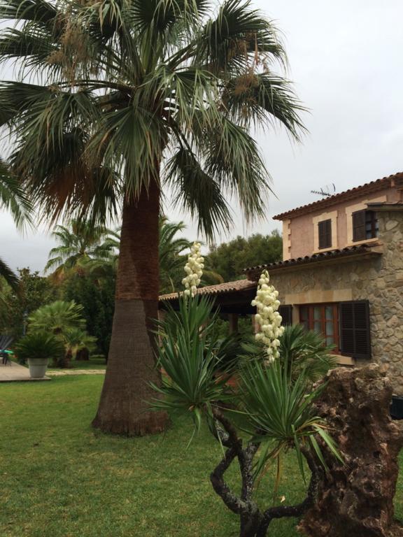 Jardí de Papallones Pollença Exterior foto